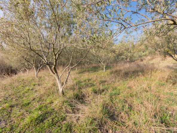 Darsella Terreno agricolo-15