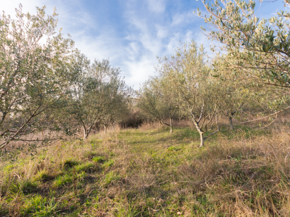 Darsella Terreno agricolo-18